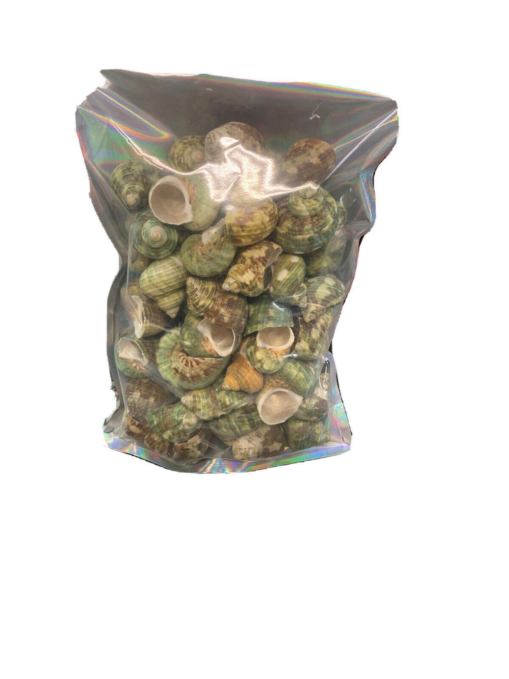 Aquarium Shell Decor  4 Pounds