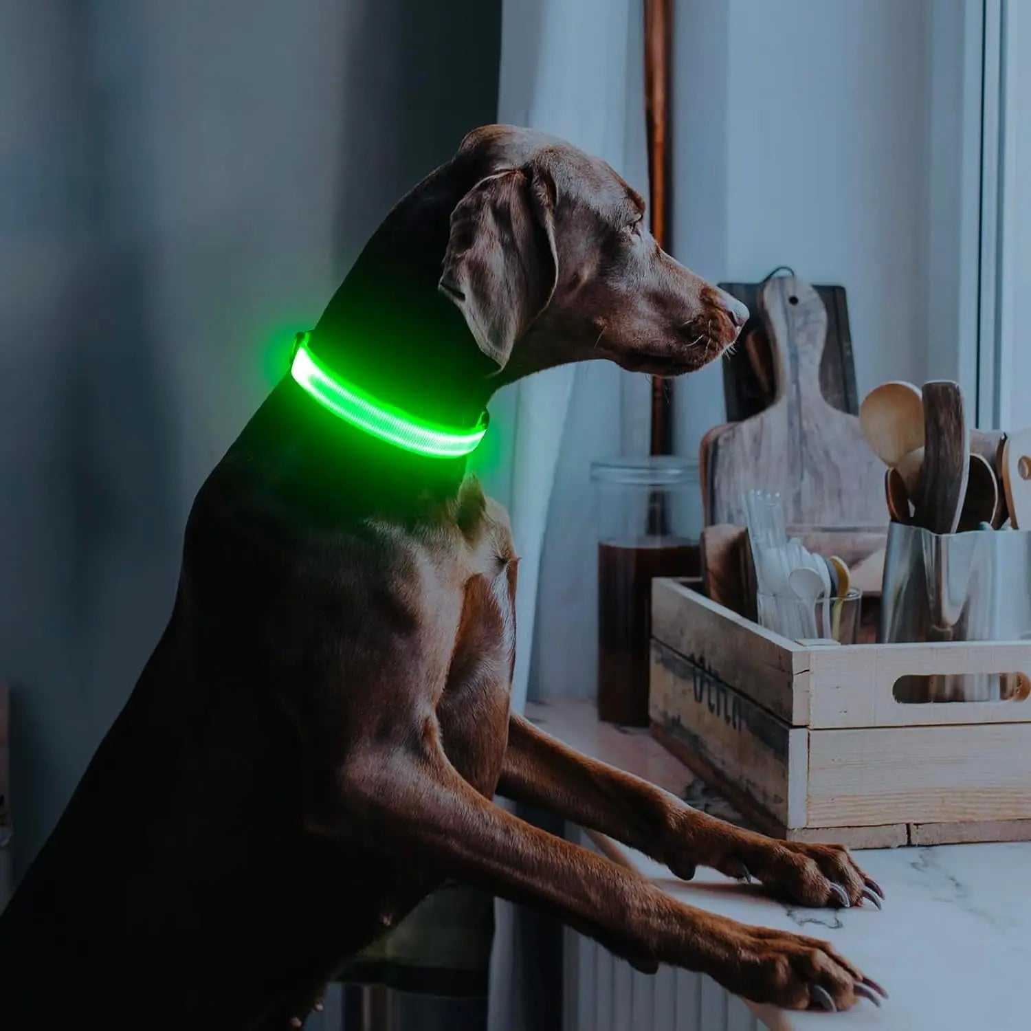 LED Dog Collar Rechargeable Light-Up Safety Collar for Night Walking (colors)