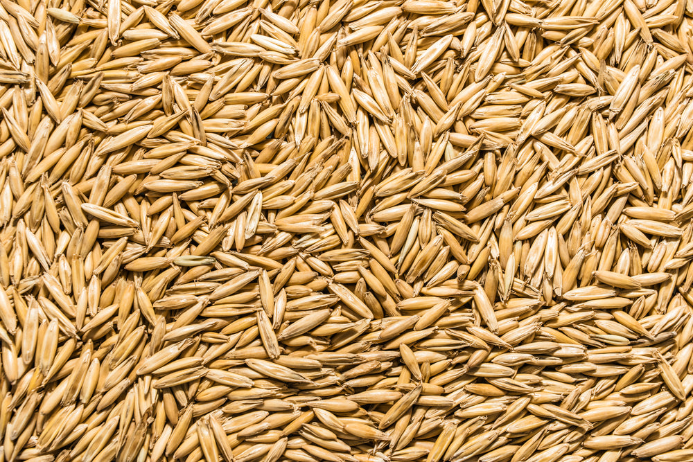 4 Seed Sample Pack - Wheat, Oat, Rye, Barley