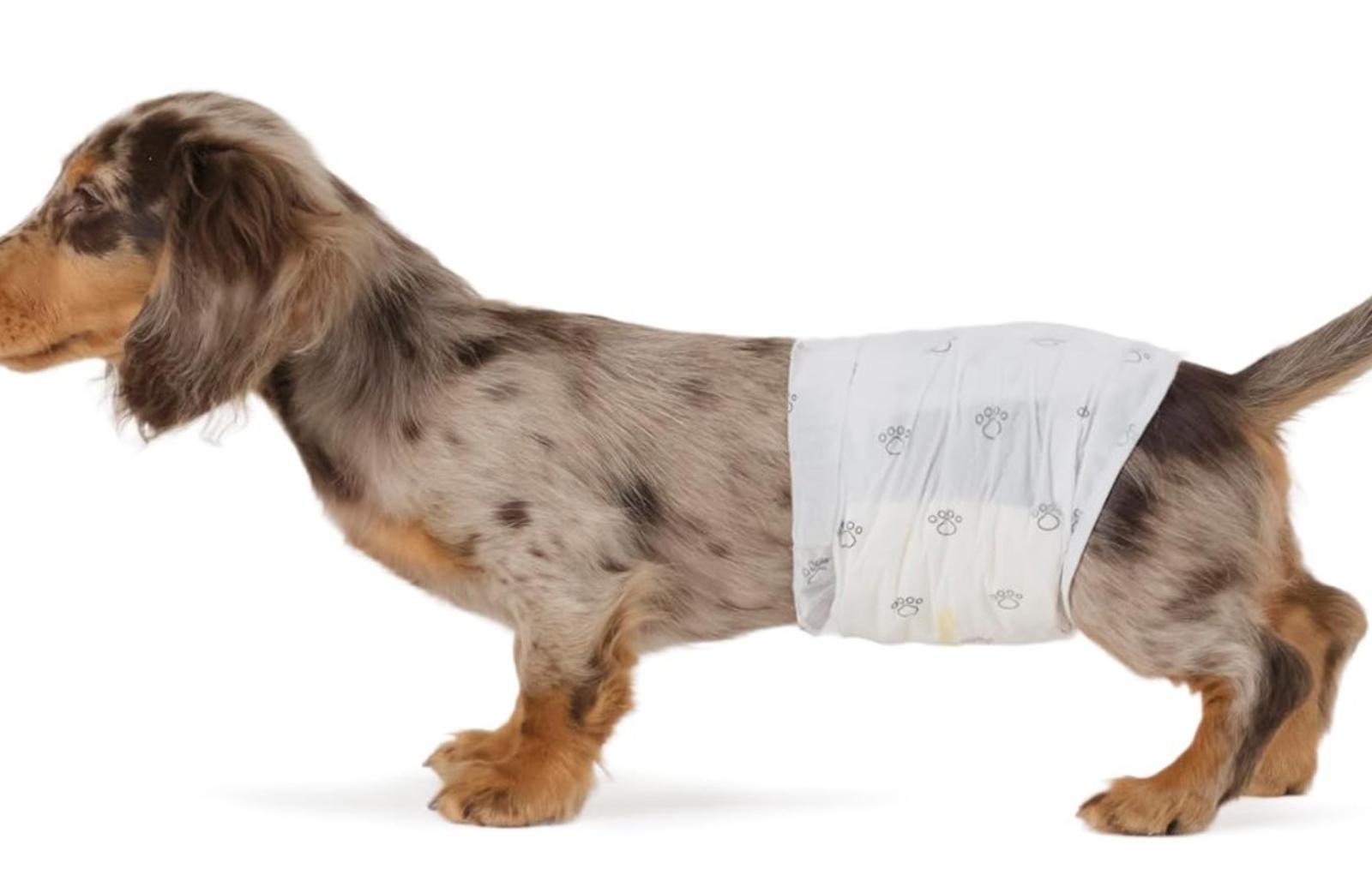 Male Dog Wraps, Disposable - Medium  Pack of 30 Wraps