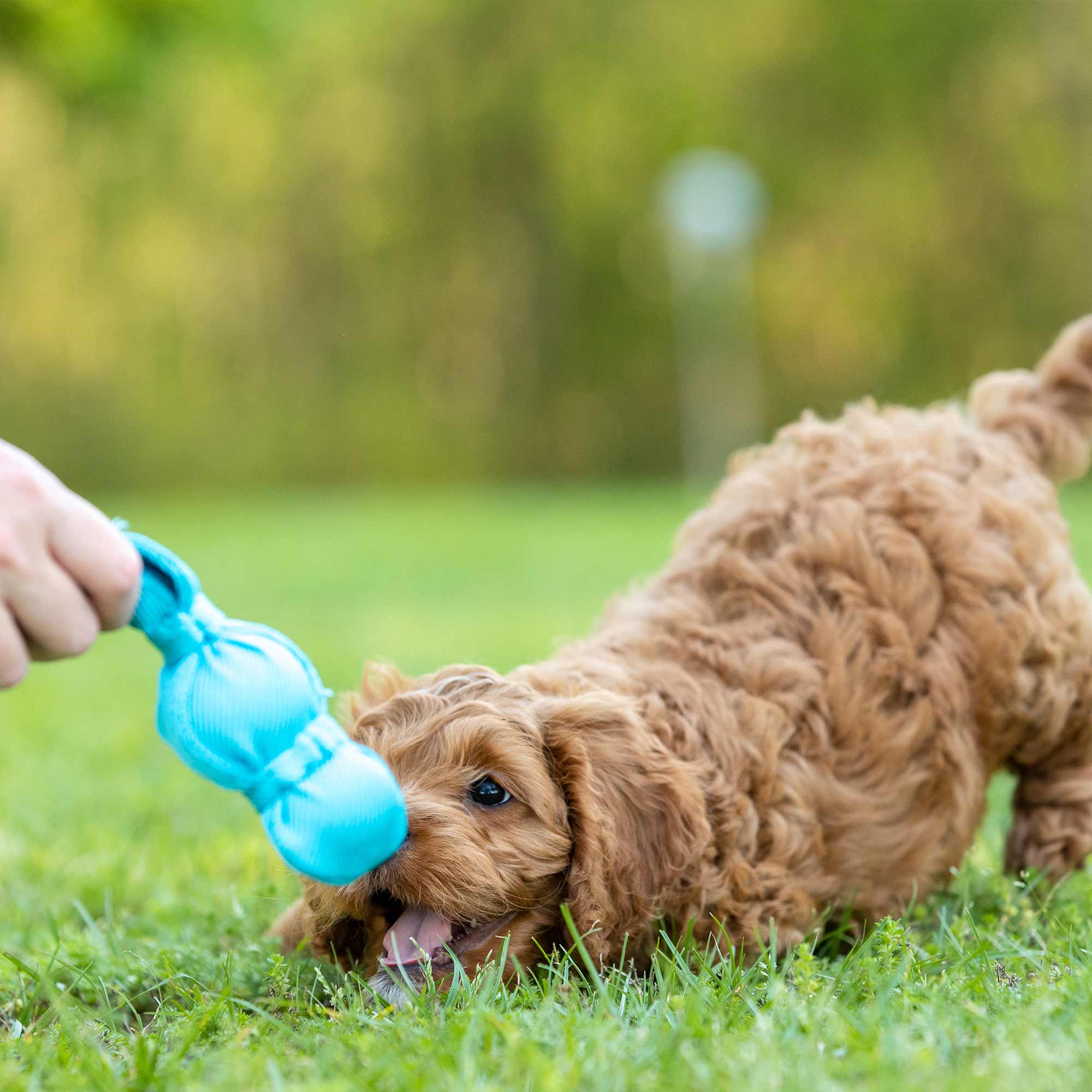 KONG Wubba – Squeaky Tug & Fetch Toy Dogs Go Absolutely Wild For